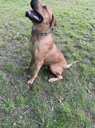 Bullmastiff rottweiler mix is one of the eminent dog breeds in the world of hybrid dogs. Boerboel Rottweiler Mix 15 Great Rottweiler Mixes Rottie Mixed Breeds For The Win