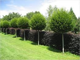 Schweizer Versand Baumschule Garten Landschaftsbau Garten Pflanzen Garten