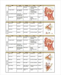 Protein synthesis is the reason why your body builds muscle (study, source). Muscle Chart 7 Free Pdf Documents Download Free Premium Templates