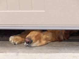 Maybe you would like to learn more about one of these? Keeping Children And Pets Safe Near Garage Doors