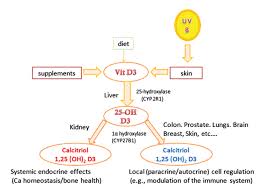 Vitamin D3 Becomes Calcidiol Which Becomes Calcitriol Vitamindwiki