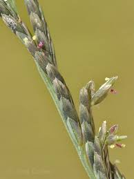 Image result for Leptochloa uniflora