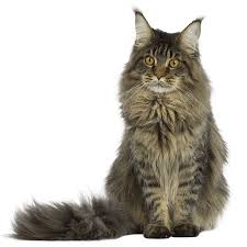 Notre élevage de chat maine coon existe depuis bientôt 30 ans.venez nous rendre visite. Chat Maine Coon Chat Et Chaton Fiche De Race Du Chat Maine Coon Wikichat