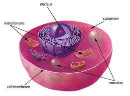They have a distinct nucleus with all cellular. Science Projects Animal Cell Model Animal Cell 3d Model Project Httprmascienceweeblycomcellshtml Animal Cell Animal Cell Structure Animal Cell Model Project