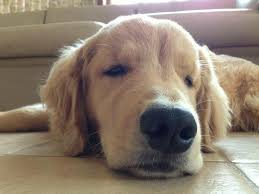 Good Morning Golden Goldenretriever Dog Golden Retriever Sleeping Dogs I Love Dogs