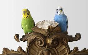 They each want a different color parakeet. Budgie Colour Types Varieties And Types Budgies Guide Omlet Uk