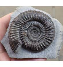 1,863 likes · 25 talking about this. Cut Based Paperweight Upper Lias Lower Jurassic Ammonite From Whitby North Yorkshire England Sku G3 Dactylioceras Commune