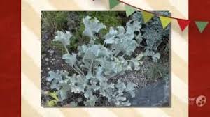 Image result for Crambe kilimandscharica