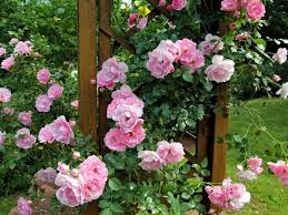 Howard roberts inspiration for a coastal landscaping in new york. Front Yard Rose Garden