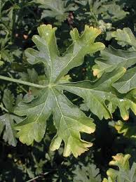 Check out our mallow leaf selection for the very best in unique or custom, handmade pieces from our herbs & spices shops. Vervain Mallow Malva Alcea