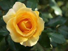gold bunny rose