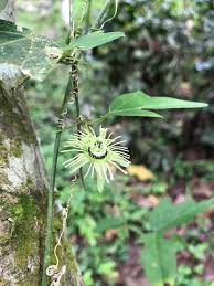 Image result for Passiflora suberosa