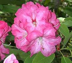 Rhododendron Nathan Hale Rhododendron Plant Rhododendron Azaleas