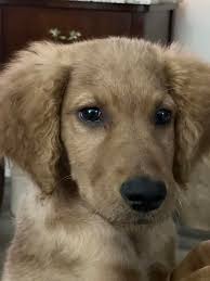 Hi girls 💕, I'm Logan. Kate Dacimo is my mom and she pilots that yellow  bird behind me. I taught her everything she knows. 🙄 I'm a Minnie/Lomax  Heartthrob produced by Art