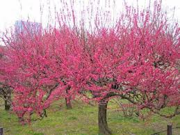 Le Prunus Mume Beni Chidori Apporte Une Note Fortement Coloree Dans Votre Jardin En Fevrier Mars Prunus Mume Shrubs Small Trees