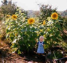 How To Grow A Sunflower House For Kids Sunflower House Companion Planting Sunflower Garden