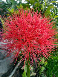 Free bunga desember menanam bunga desember mp3. Bunga Desember Mekar Di Akhir Desember Blog Munasyaroh Fadhilah