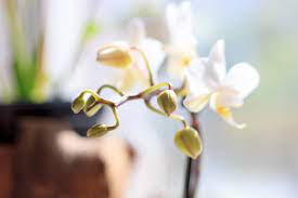 Orchid Bud Blast Information What Are Causes Of Orchid Bud Blast