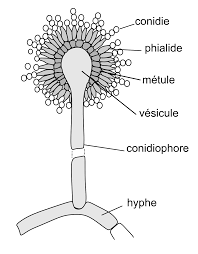 Es una de las especies más corrientes del género aspergillus. File Conidiophore Aspergillus Niger Svg Wikimedia Commons