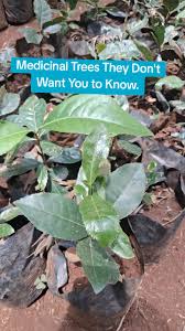 Image result for Erythrococca kirkii
