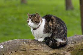 My beautiful boy woody died suddenly 3 months after this episode. Why Is My Cat Wheezing