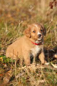 It is often referred to as a toller. Wunderschone Welpen Von Nova Scotia Duck Tolling Retriever Sitzen In Der Natur Lizenzfreie Fotos Bilder Und Stock Fotografie Image 36472402