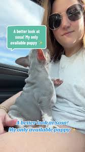 Sosa is my only available puppy rite now ✨ im located in Alabama but we  will be making a day run to Nashville