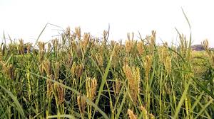 Image result for Eleusine africana