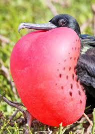 Pin On Birdwatching In Ecuador
