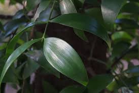 ナギ 庭木図鑑 植木ペディア