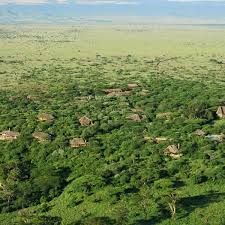 Image result for Adenia lewallei