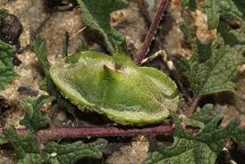Image result for Dicerocaryum senecioides