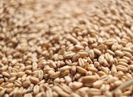 Once the grain has completely fed through, i wait about fifteen seconds. Wheat Kernels Berries What Are They What Do They Mean To You Eat Wheat