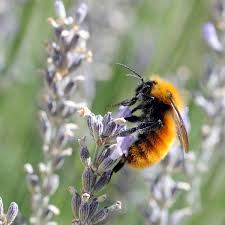 Bumblebees (of the genus bombus) are common native bees and important pollinators in most areas of north america. The Battle To Save The World S Biggest Bumblebee From Extinction Environment The Guardian