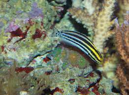 The fish stays in the open ocean, but travels into shallow saltwater and brackish estuaries. File Striped Poison Fang Blenny Meiacanthus Grammistes Jpg Wikimedia Commons