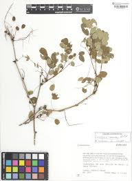 Image result for Caesalpinia cassioides