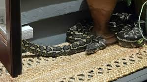 'Babe, don't move': Woman wakes find to 2.5-metre python on top of her