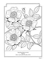 Dog Rose The Language Of Flowers Coloring Book Umrisszeichnungen Ausmalen Blumenzeichnung