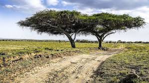 Officials say the kenyan racing routes' safety standards are now in compliance with the international regulations. 0n Opvia5rfi8m