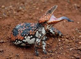 Black And White Lizard Australia Shingleback Skink Cute Reptiles Lizard Reptiles Pet