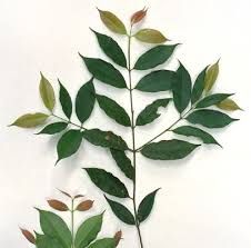 Image result for Symphonia globulifera