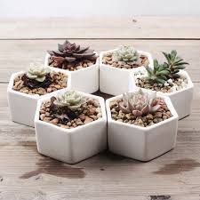 Crassula ovata , commonly known as a jade plant, friendship tree, lucky plant, or money tree, is a succulent plant with small pink or white flowers. Flower Pots Hexagon Ceramic Small White Ceramic Pots For Succulent Plants For Home Garden Decoration Glazed Wholesale Small Buy Flower Pots Small White Ceramic Flower Pots Samll White Ceramic Flower Pots For Succulent Plants