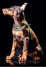 Why buy a doberman pinscher puppy for sale if you can adopt and save a life? European Doberman Puppies For Sale In Usa Sierra Dobie Farms Doberman Puppies For Sale European Doberman Doberman Puppy