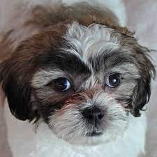 Zuchon puppies for sale in fl; Teddy Bear Puppy For Sale Heavenly Puppies
