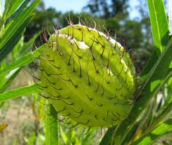 Image result for Gomphocarpus glaucophyllus