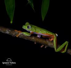 Image result for Bertiera angusiana