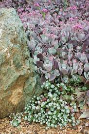 Pin On Garden Plants