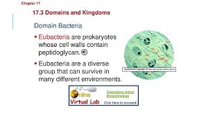 Eubacteria Are Prokaryotes Whose Cell Walls Contain Peptidoglycan Ppt Download