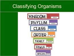 living things classification