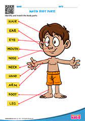 Like humans, animals also have body parts such as beak, wings. Science Body Parts Worksheets Kindergarten